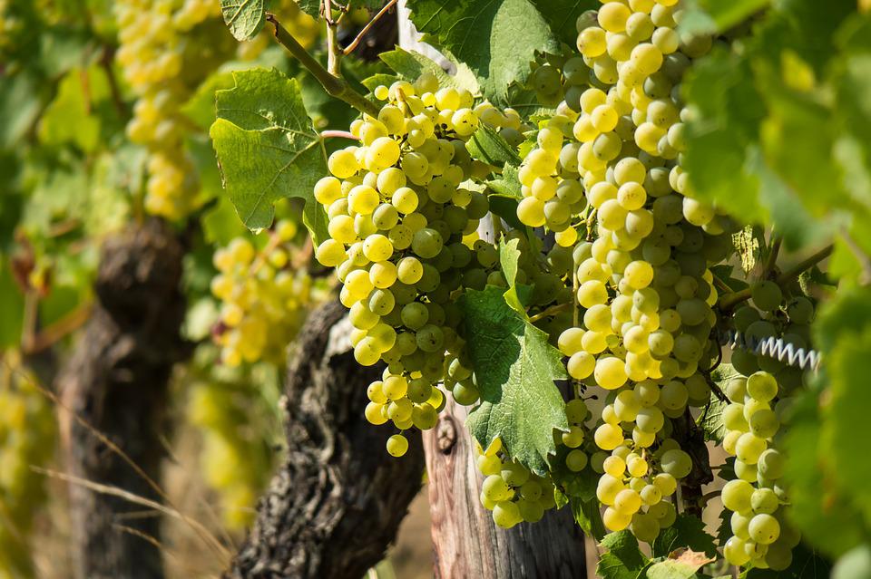 Uva blanca vino blanco Rioja