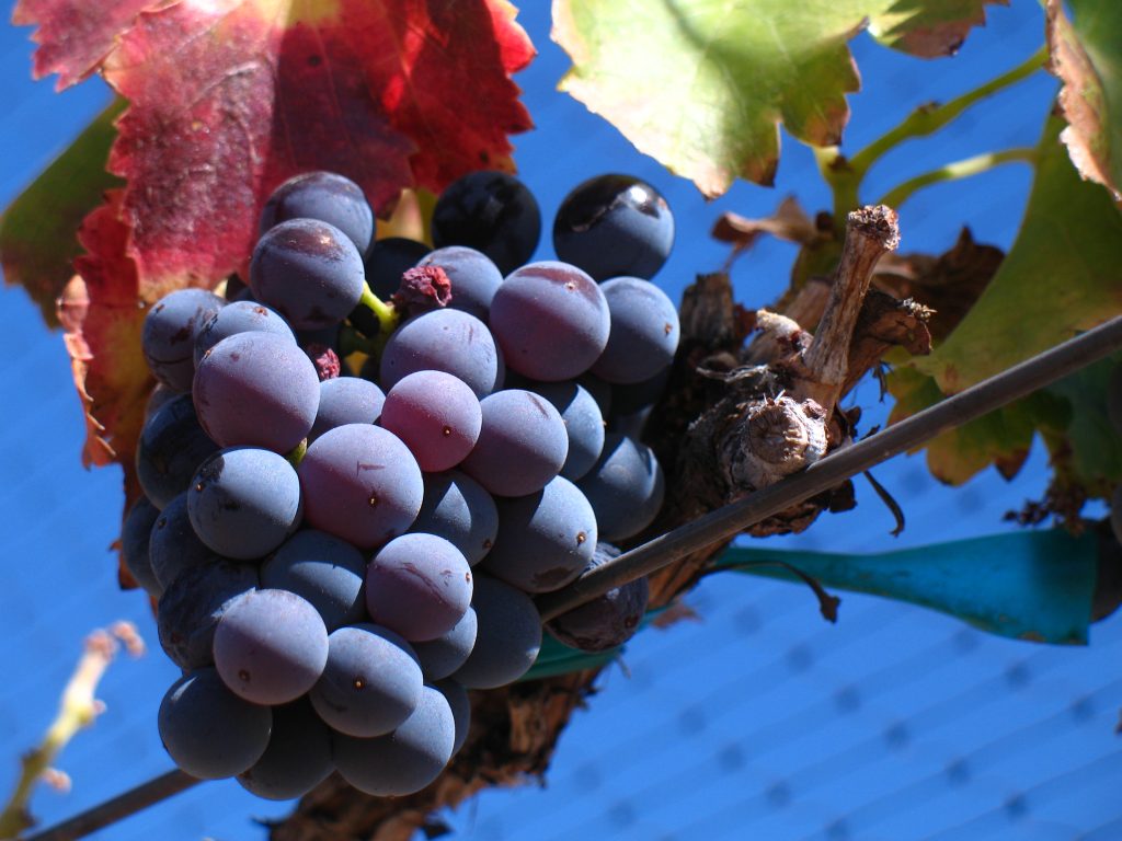Uvas garnacha vinos del penedés tintos