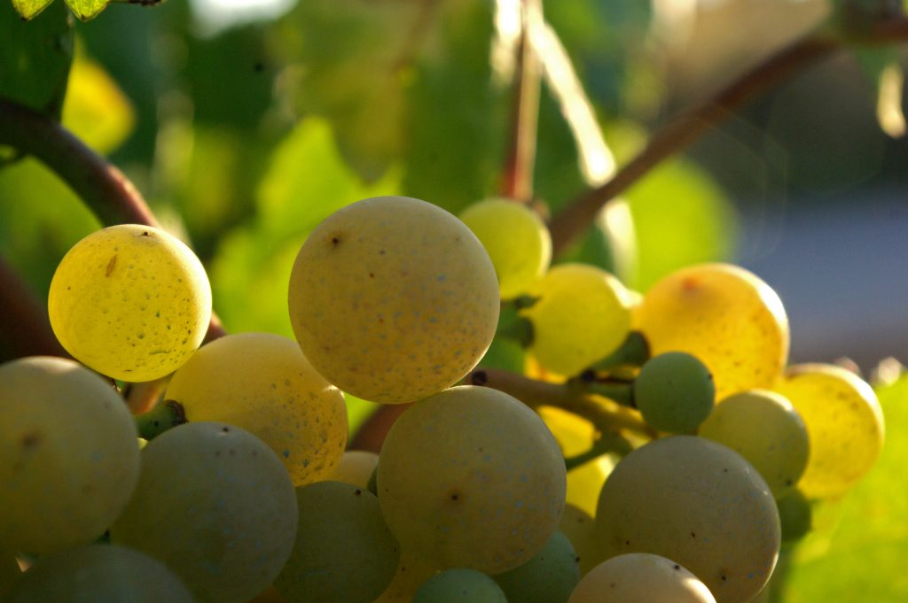 uvas Xarello vinos del penedés